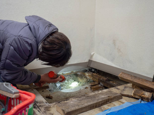 Trusted Williams, AZ Mold Removal Experts