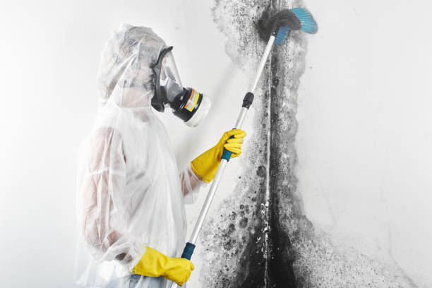 Best Mold Remediation for Vacation Homes  in Williams, AZ