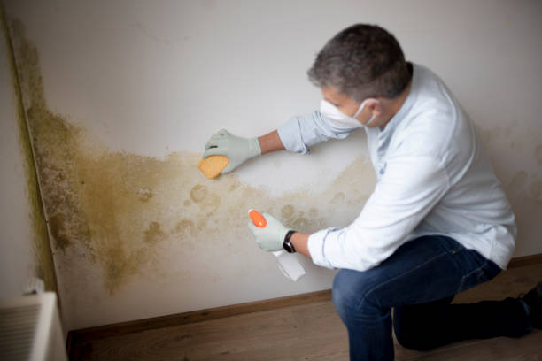 Best Industrial Mold Remediation  in Williams, AZ